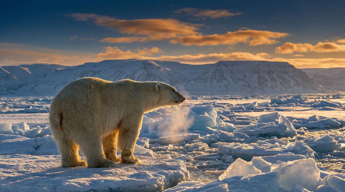 成人视频今日推荐北极熊视频