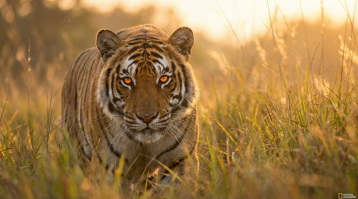 成人视频今日推荐老虎视频